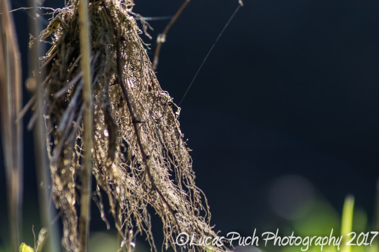 inthegrassmakro_ldpfotoblog-10