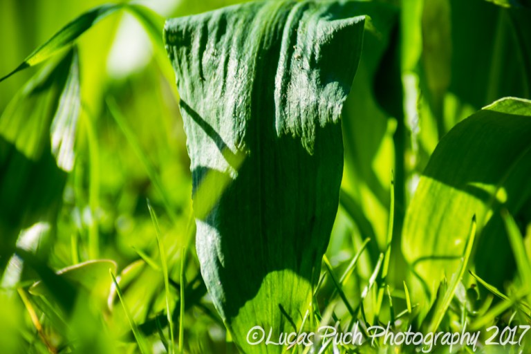 inthegrassmakro_ldpfotoblog-11