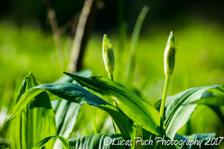 inthegrassmakro_ldpfotoblog-12