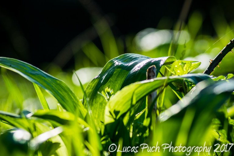 inthegrassmakro_ldpfotoblog-13