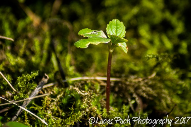inthegrassmakro_ldpfotoblog-2