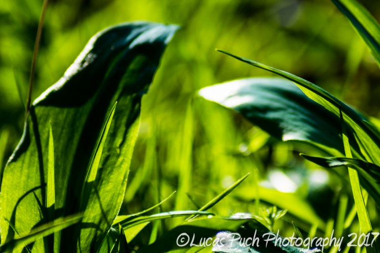 inthegrassmakro_ldpfotoblog-3