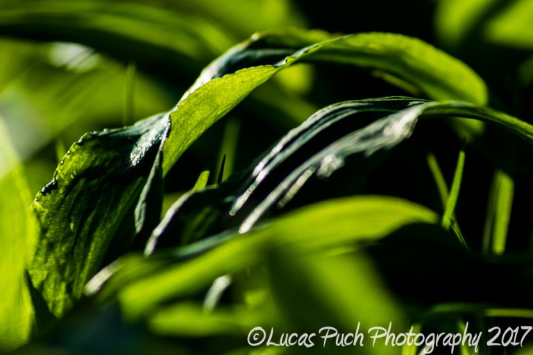 inthegrassmakro_ldpfotoblog-5