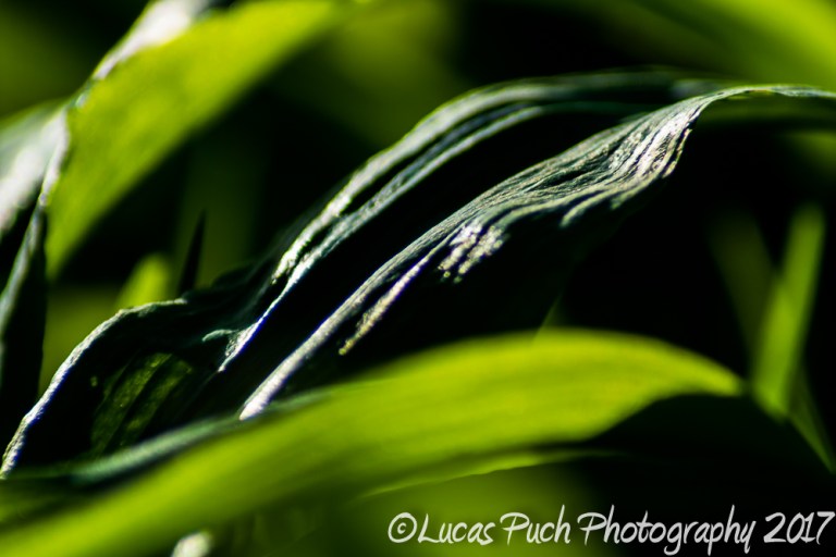 inthegrassmakro_ldpfotoblog-6