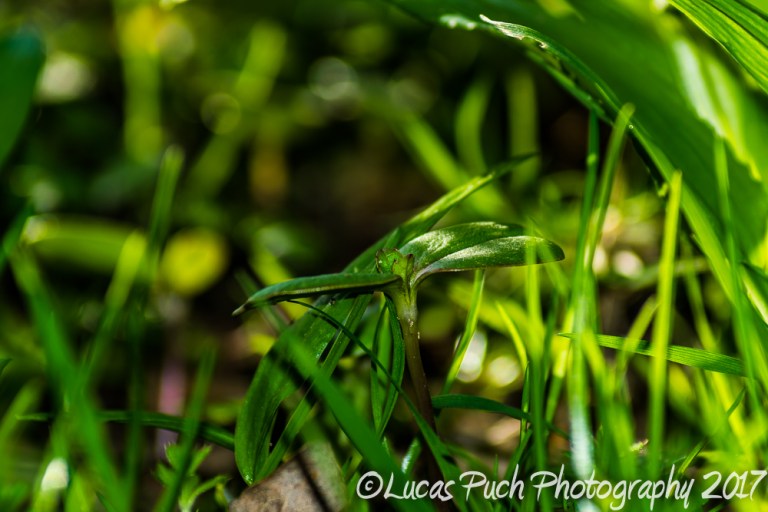 inthegrassmakro_ldpfotoblog-7