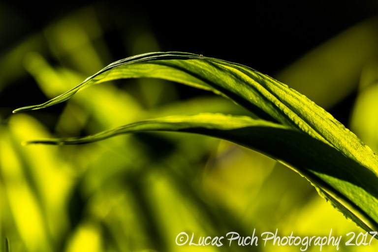 inthegrassmakro_ldpfotoblog-9